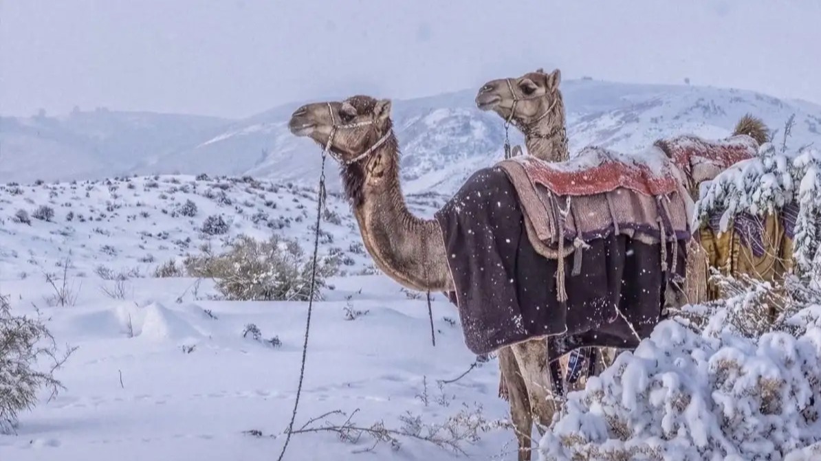 Snowfall in Saudi Arabia Tabuk December 2025 news, Trojena mountains snow latest weather update, Jabal Al Lawz snowfall images and videos, rare desert snow in Saudi Arabia 2025, first snow in Saudi Arabia in 30 years, winter wonderland Tabuk Saudi Arabia photos, Saudi Arabia weather forecast snow 2025, Trojena NEOM skiing and hiking news, snowfall in Hail region Saudi Arabia 2025, camels in snow Saudi Arabia viral video